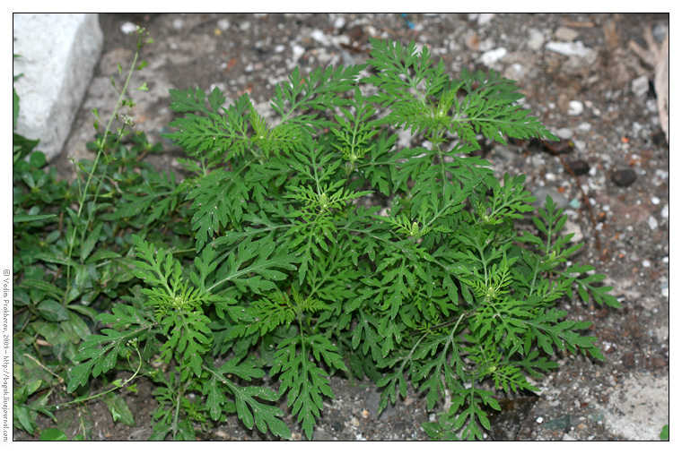Image of Ambrosia artemisiifolia specimen.