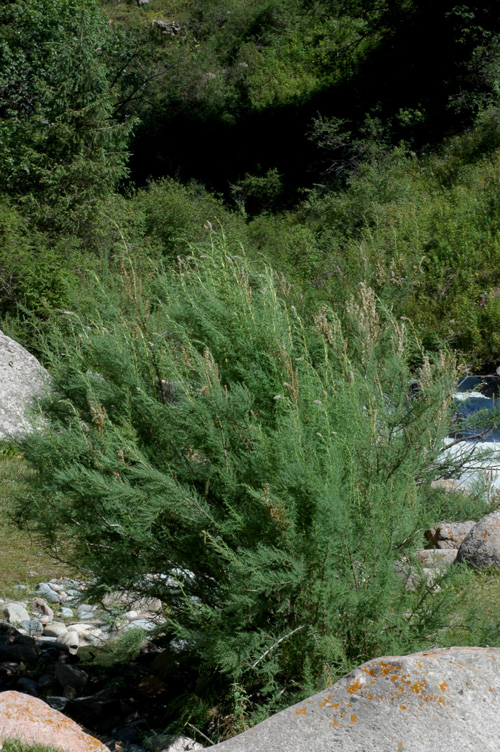 Image of Myricaria bracteata specimen.