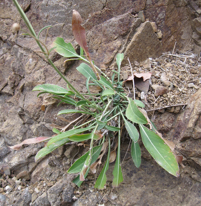 Image of Cephalaria coriacea specimen.