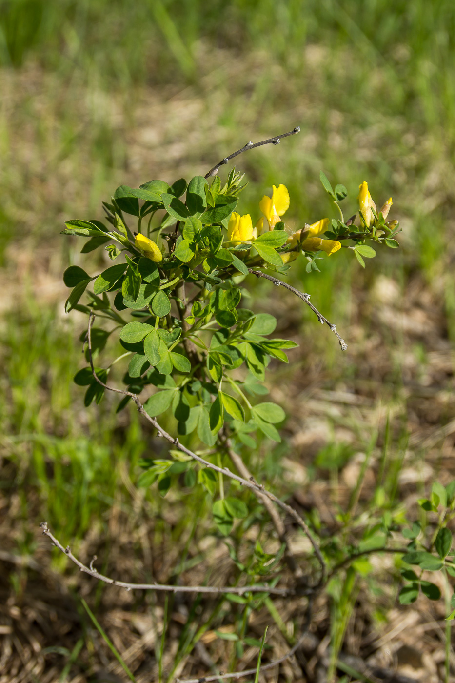 Изображение особи Chamaecytisus ruthenicus.