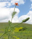 Adonis aestivalis