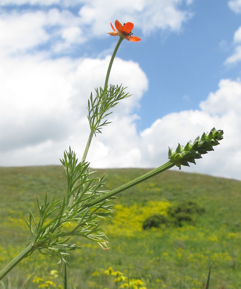 Image of Adonis aestivalis specimen.