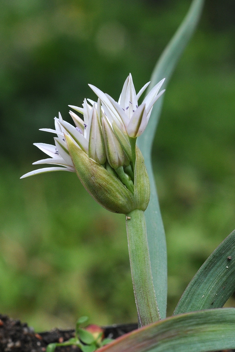 Изображение особи Allium crenulatum.