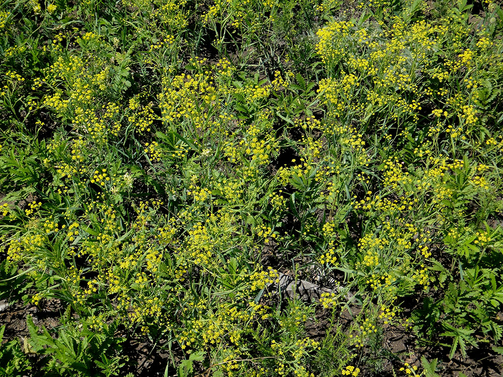 Image of Bupleurum scorzonerifolium specimen.