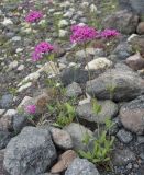 Silene compacta