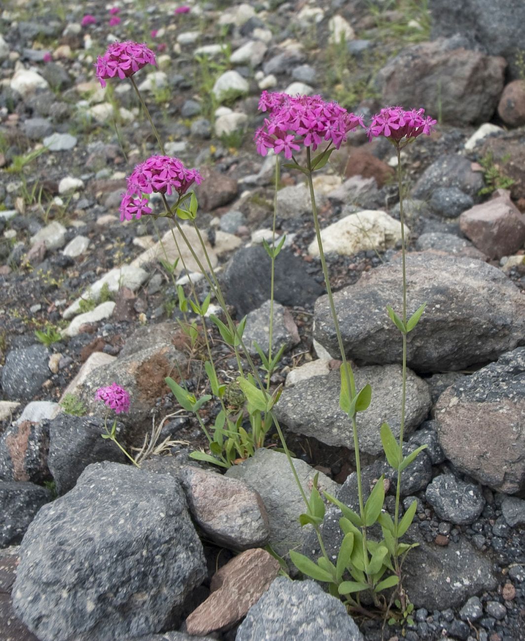 Изображение особи Silene compacta.