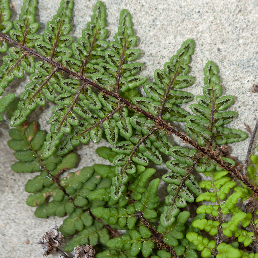 Image of Oeosporangium acrosticum specimen.