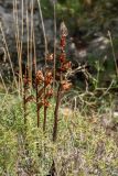 genus Orobanche. Сухие побеги с плодами (растение паразитирует на Satureja). Черногория, муниципалитет Будва, окр. крепости Космач (Kosmač), участок каменистой степи среди можжевелово-дубово-грабинникового редколесья на горном склоне. 13.10.2014.