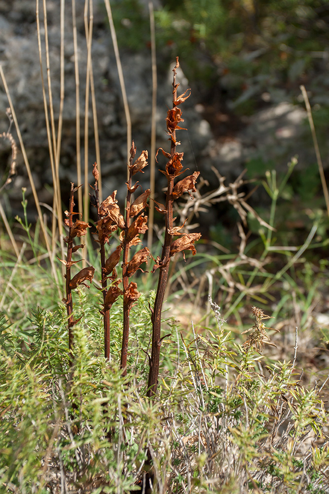 Image of genus Orobanche specimen.
