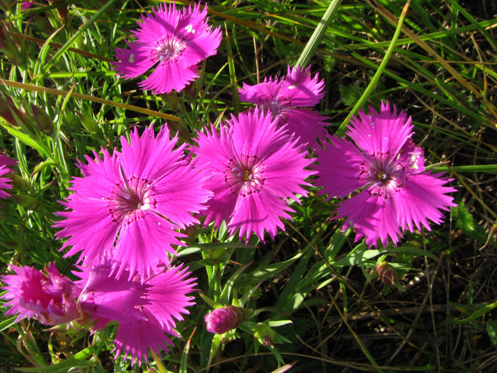 Изображение особи Dianthus versicolor.