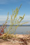 Atriplex littoralis