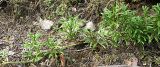 Diphasiastrum complanatum. Ползучий побег с прямостоячими веточками. Архангельская обл., бруснично-зеленомошный сосняк. Конец августа.