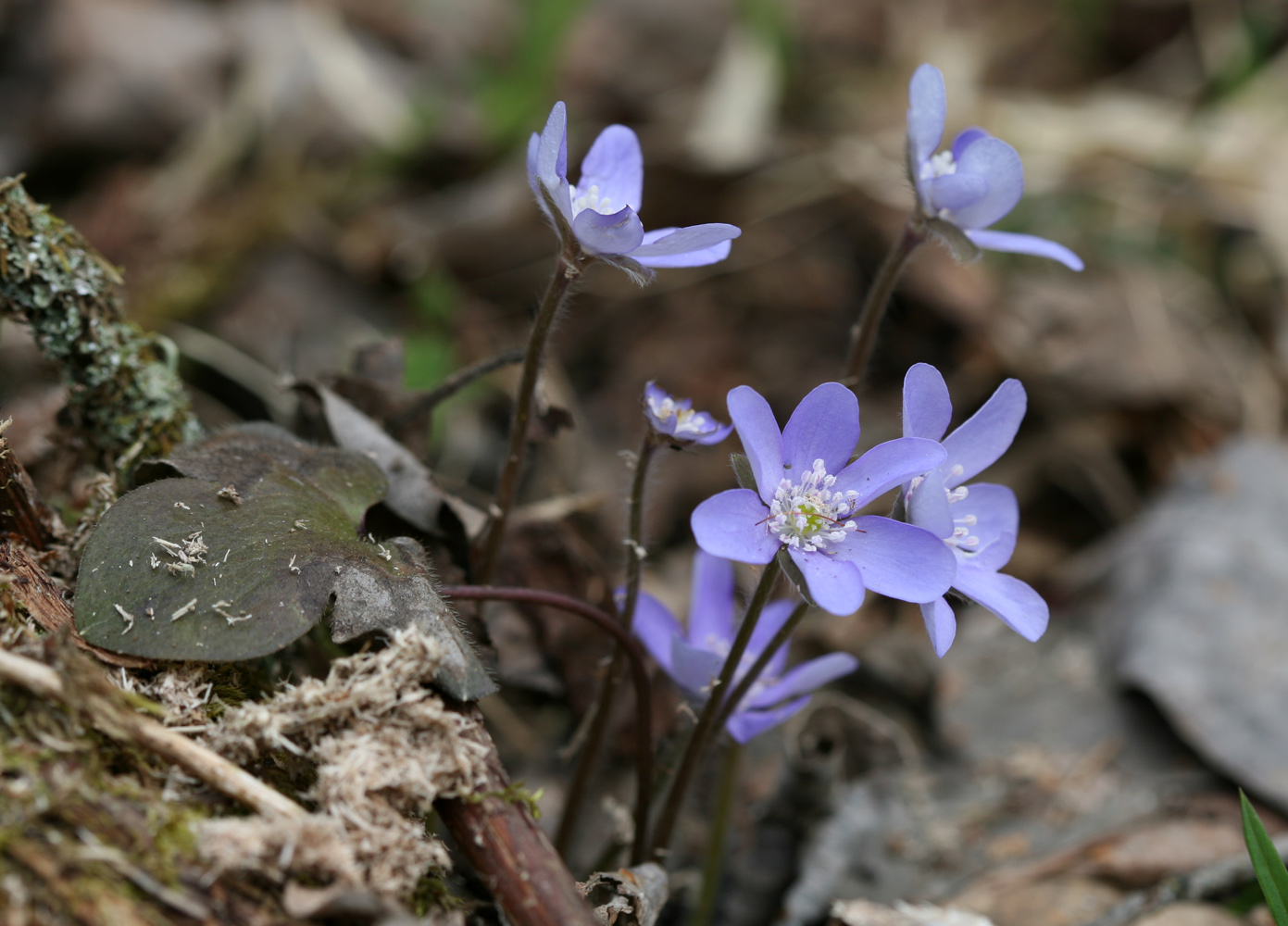 Image of Hepatica nobilis specimen.