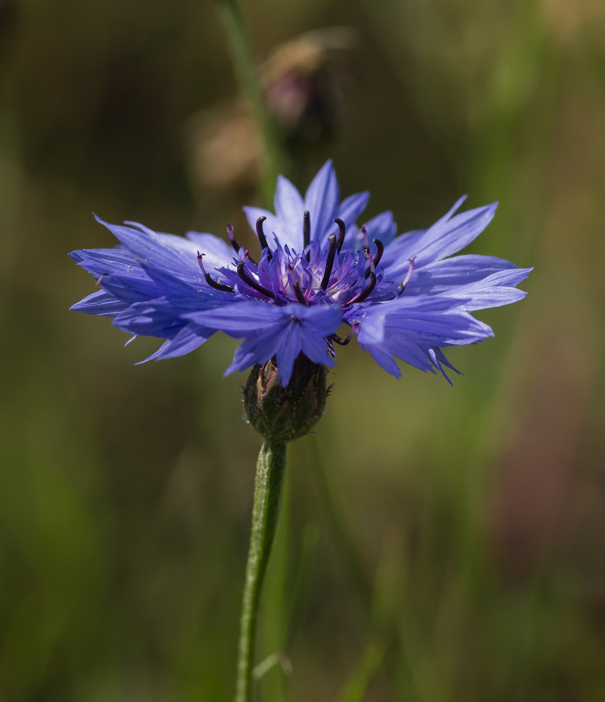 Image of Centaurea cyanus specimen.