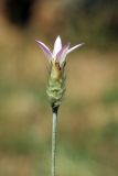 Xeranthemum longepapposum