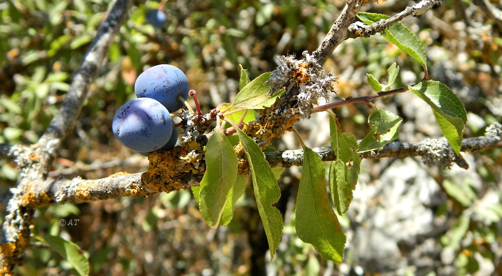 Image of Prunus spinosa specimen.