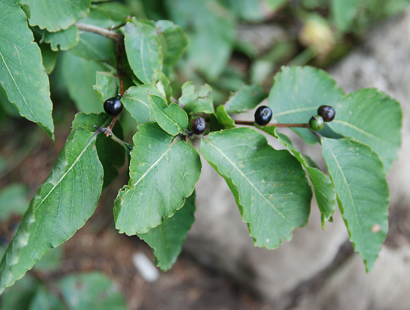 Image of Lonicera orientalis specimen.