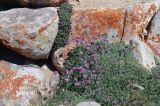 Hedysarum minjanense