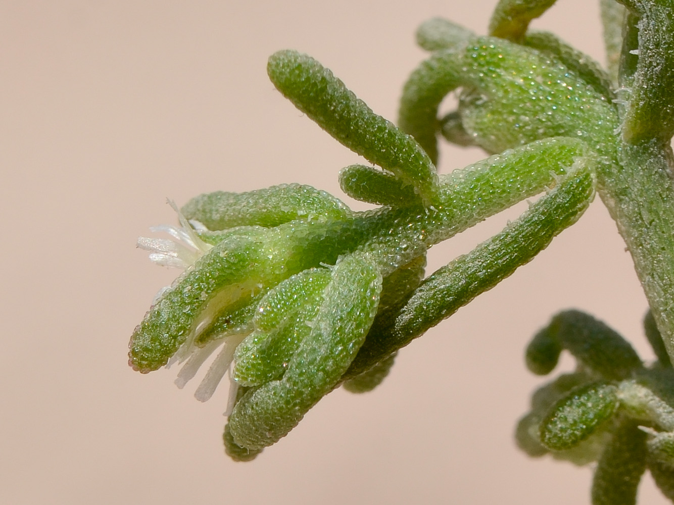 Image of Mesembryanthemum nodiflorum specimen.