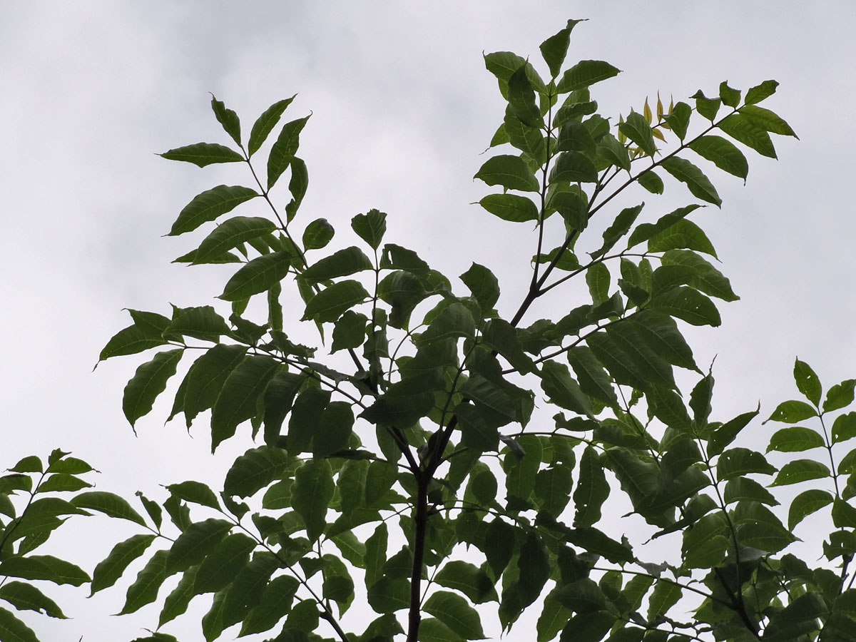 Image of Fraxinus mandshurica specimen.