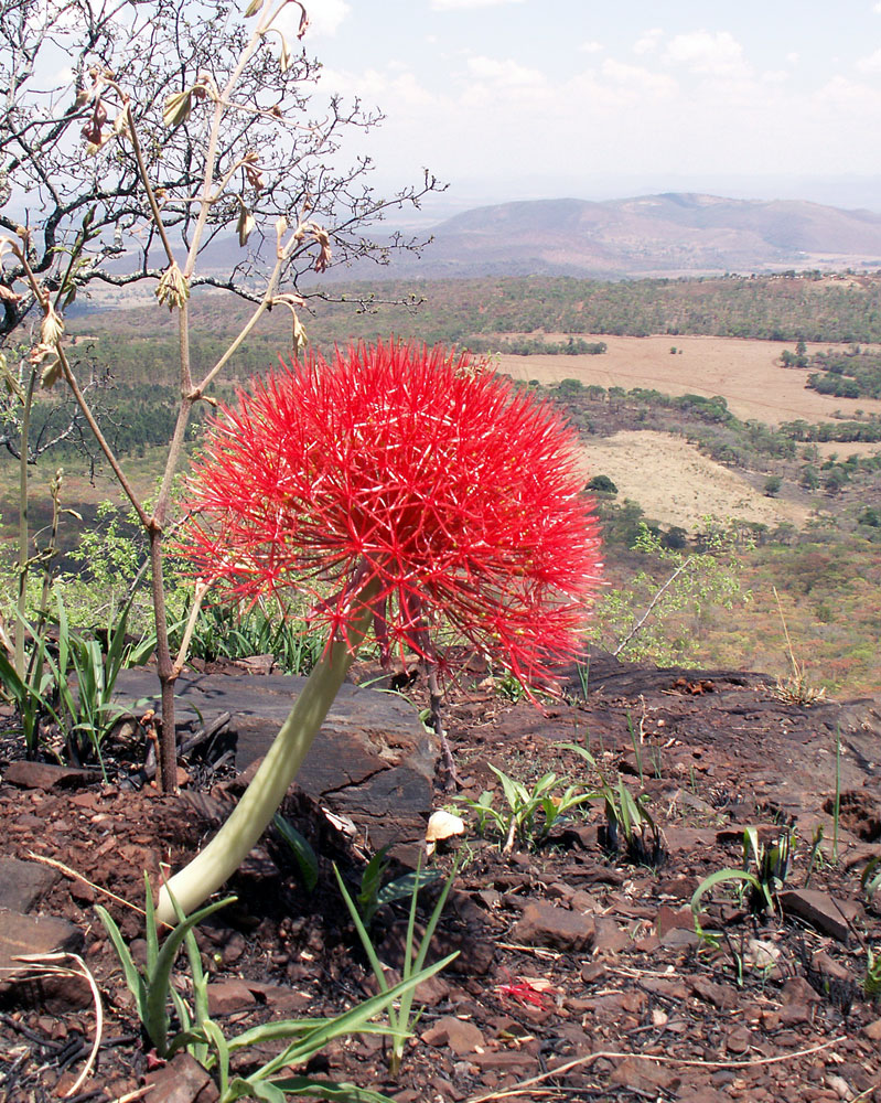 Image of Scadoxus multiflorus specimen.