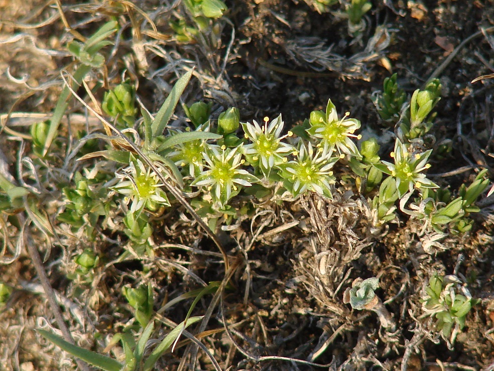 Изображение особи Adenonema cherleriae.