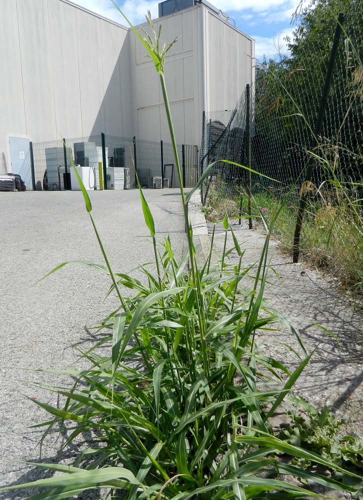 Image of Sorghum halepense specimen.