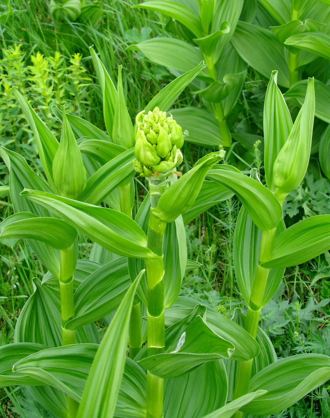 Image of Veratrum lobelianum specimen.