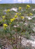 Erysimum canescens