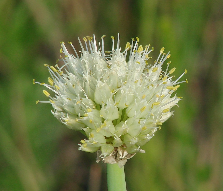 Изображение особи Allium fistulosum.