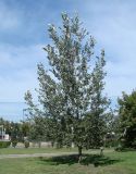 Populus alba. Молодое растение. Иркутск, в озеленении. 27.08.2014.