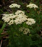 Achillea nobilis