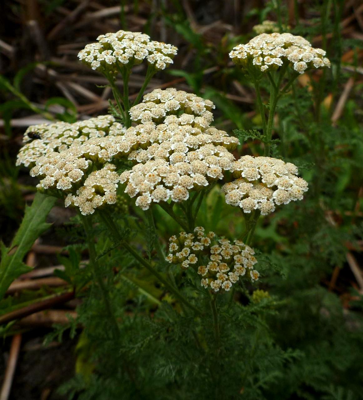 Image of Achillea nobilis specimen.