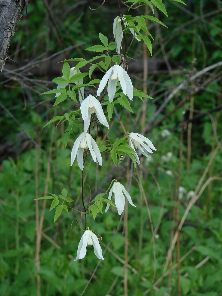 Изображение особи Atragene sibirica.