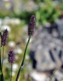 Phleum alpinum. Верхушка побега с соцветием. Карачаево-Черкесия, гора Мусса-Ачитара, каменистый склон (выс. около 3000 м н.у.м.). 31.07.2014.