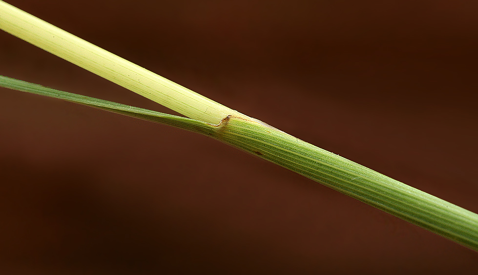 Image of Cynosurus cristatus specimen.