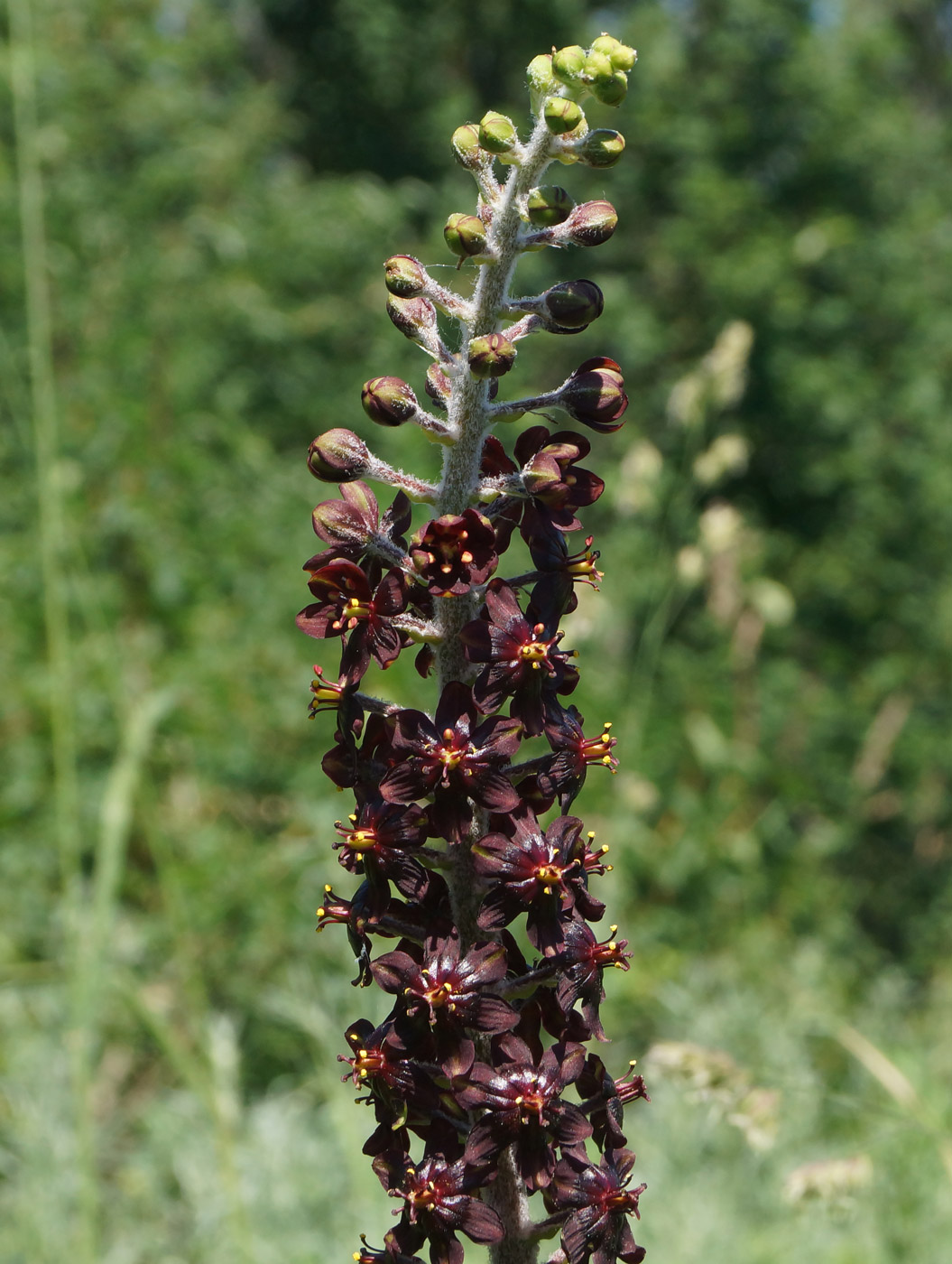 Изображение особи Veratrum nigrum.