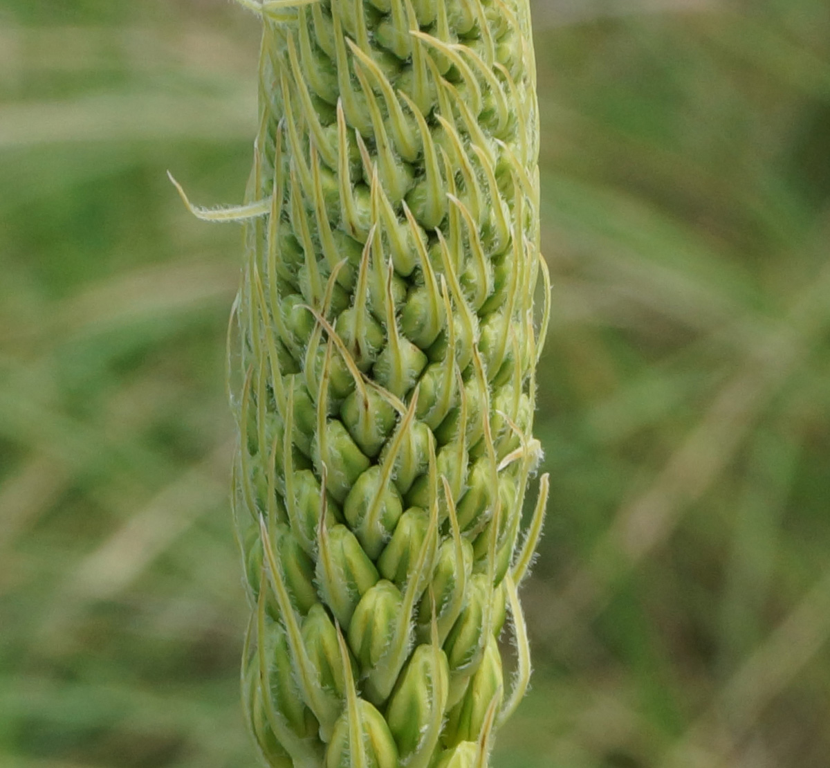 Изображение особи Eremurus altaicus.