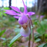 Calypso bulbosa. Цветок. Свердловская обл., окр. г. Североуральск. Таёжный лес. 23.05.2007.