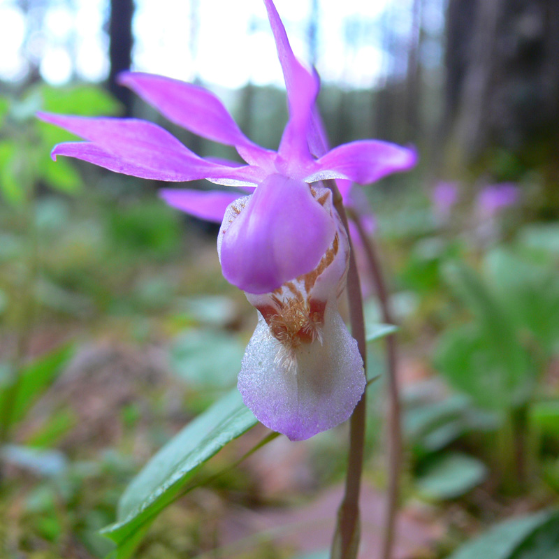 Изображение особи Calypso bulbosa.