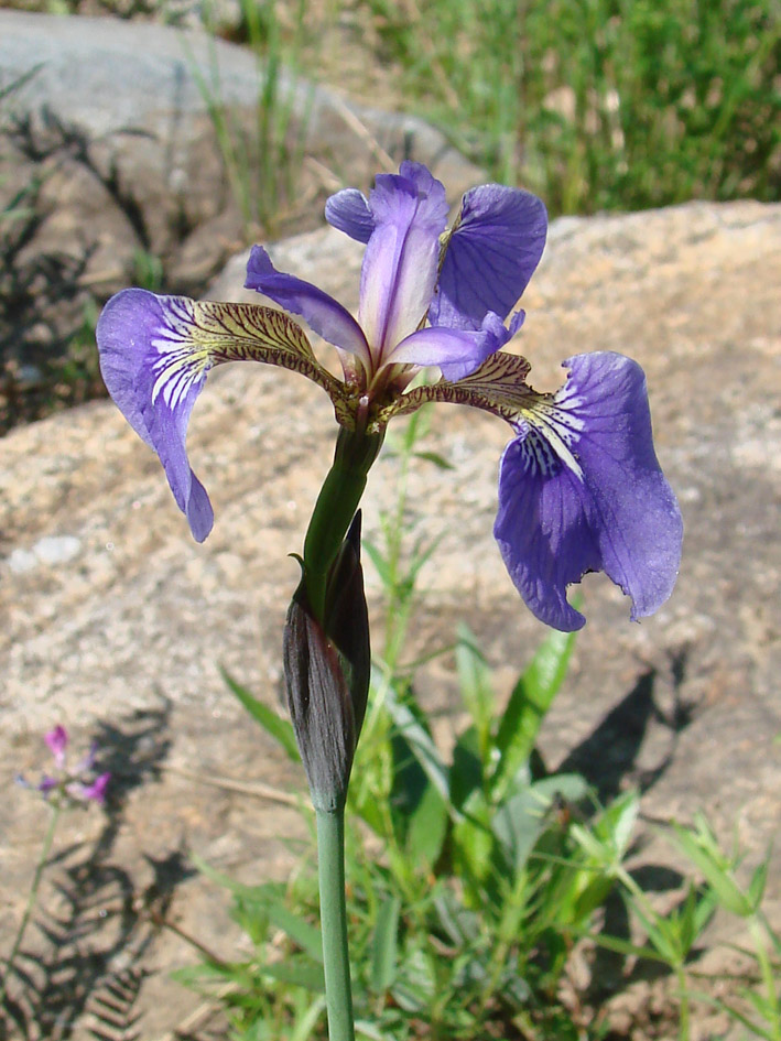 Image of Iris setosa specimen.