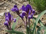 Iris glaucescens