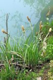 Carex acutiformis