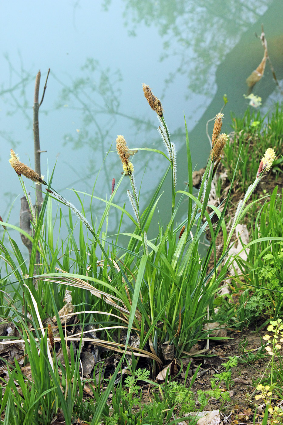 Изображение особи Carex acutiformis.