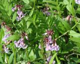 Vicia sepium