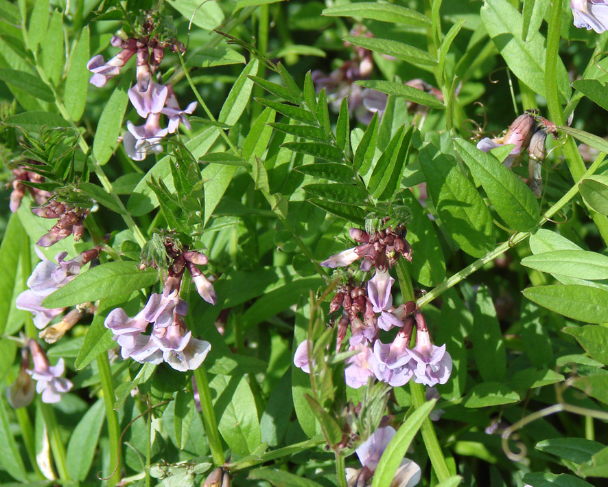 Image of Vicia sepium specimen.
