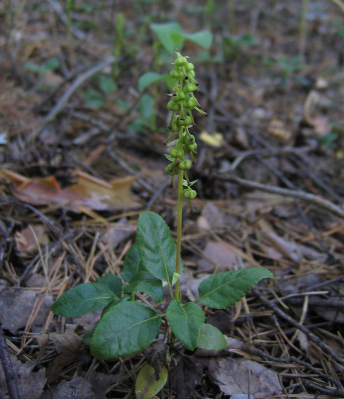 Изображение особи Orthilia secunda.