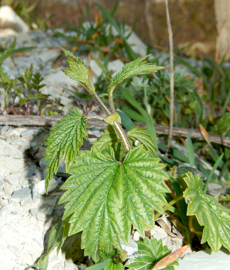 Изображение особи Humulus lupulus.