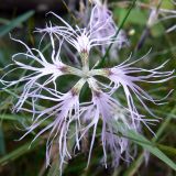 Dianthus superbus