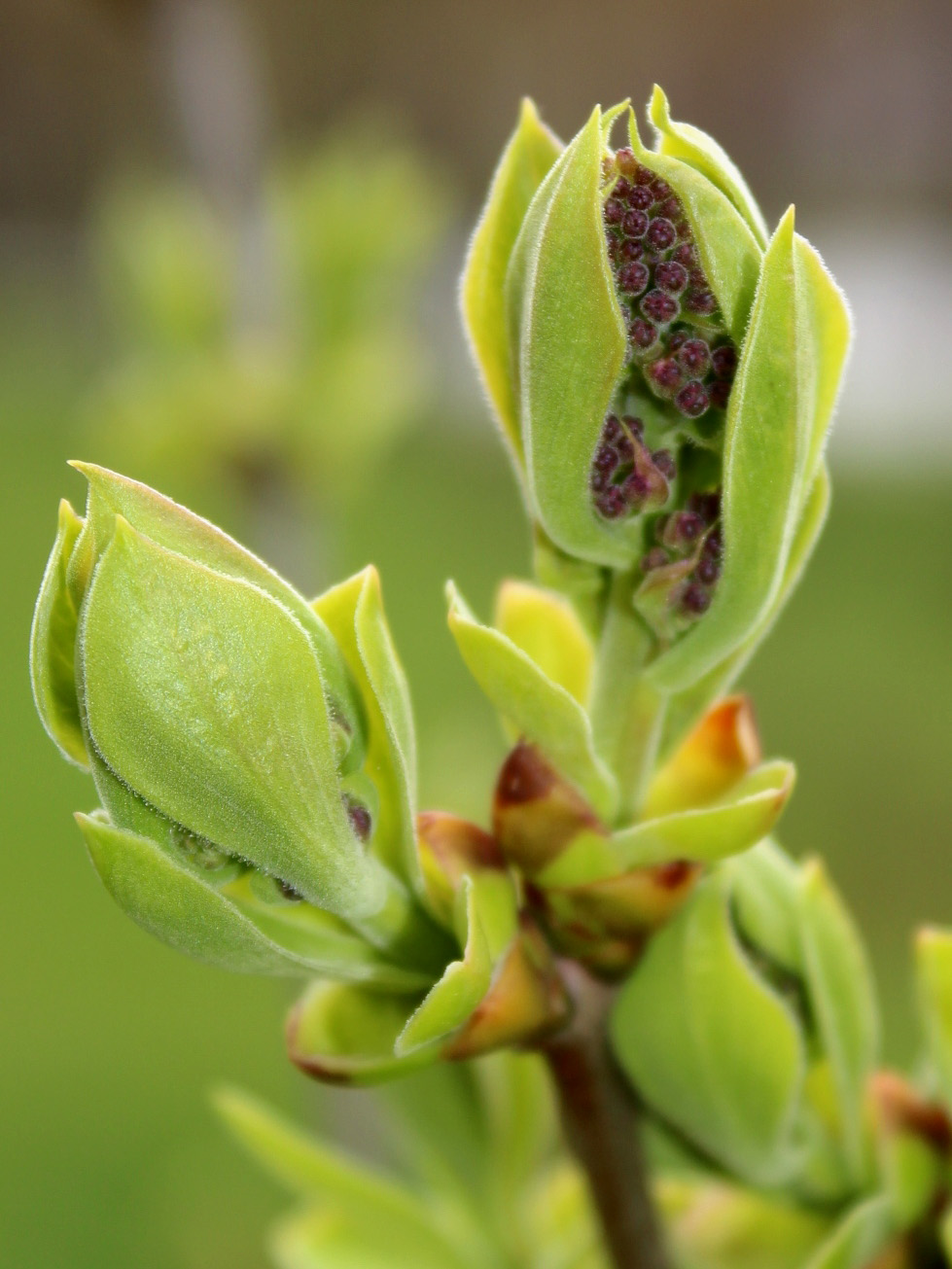 Image of genus Syringa specimen.